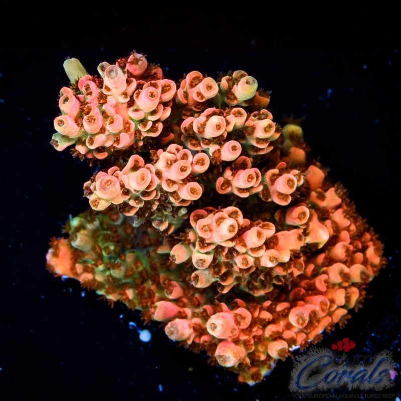 EC Saturn Orange Table Acro