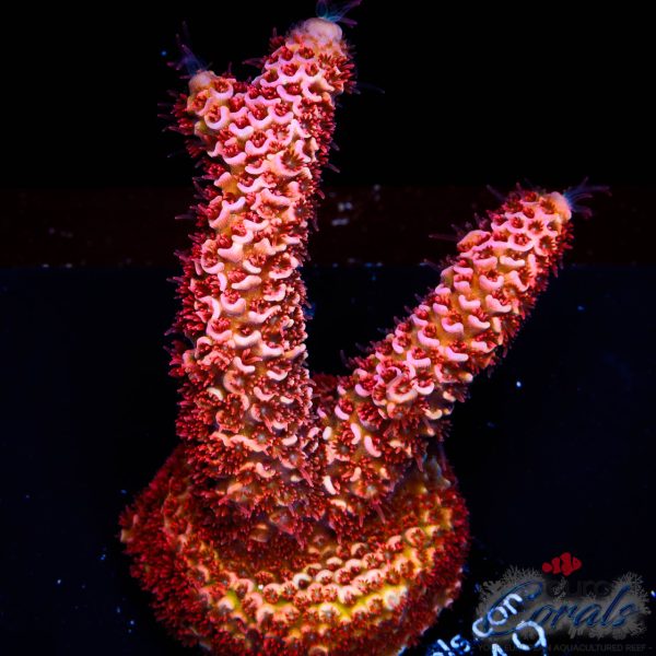 EC Akil’s Rainbow Spathulata Acro