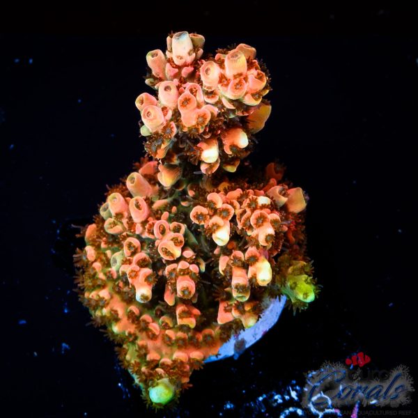 EC Saturn Orange Table Acro