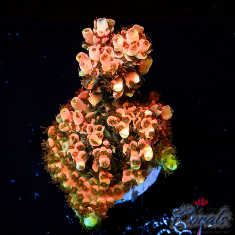 EC Saturn Orange Table Acro