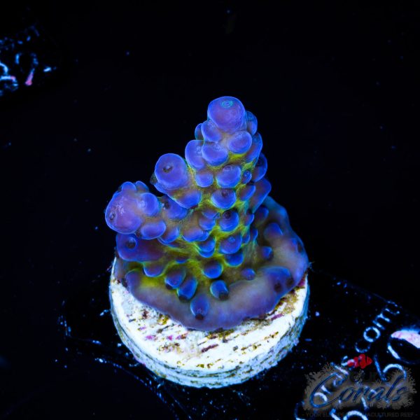 EC Blue Monster Acro
