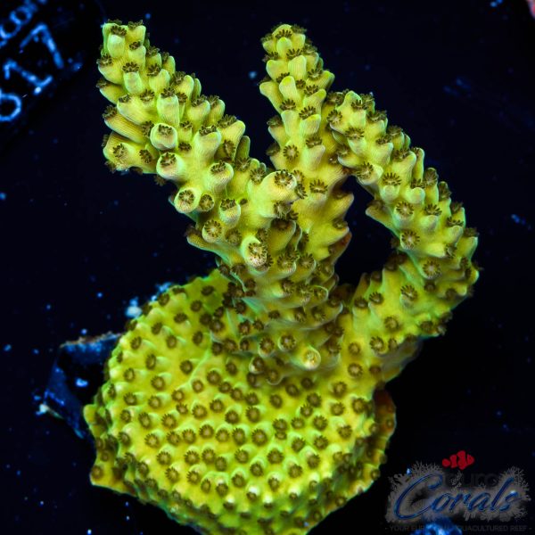EC Toxic Waste Acro
