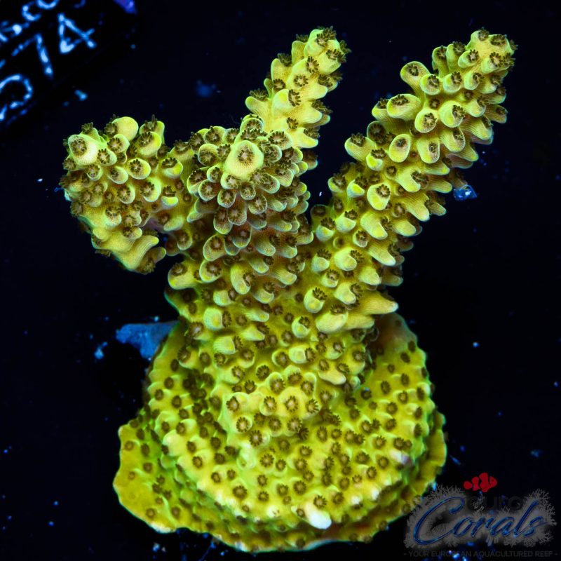 EC Toxic Waste Acro