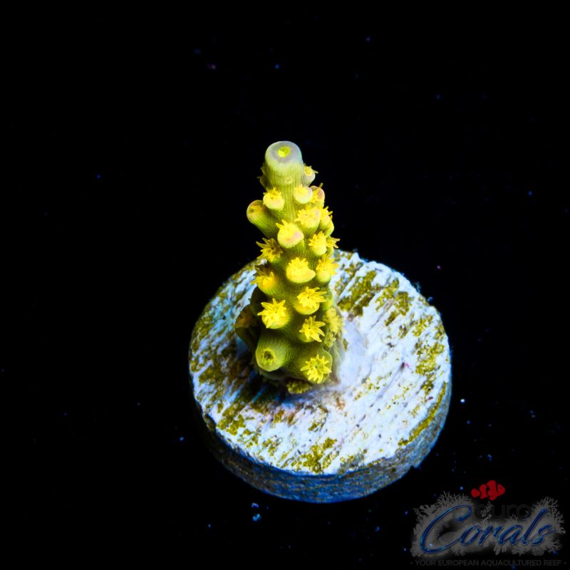 EC Akil`s WaltDisney Acro