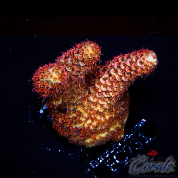 EC Akil’s Rainbow Spathulata Acro