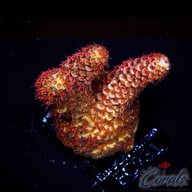 EC Akil’s Rainbow Spathulata Acro