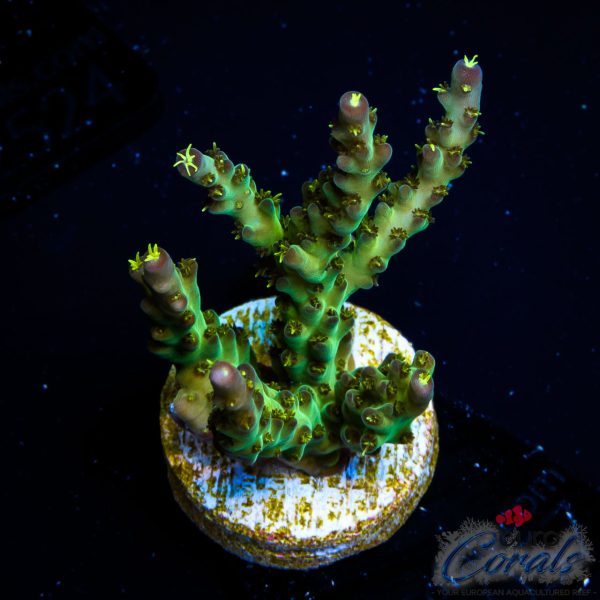 EC Sour Twist Acro