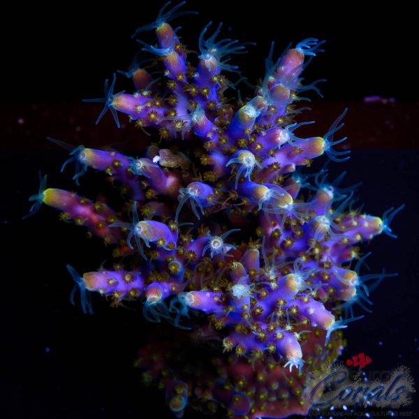 EC Blue Candle Acro