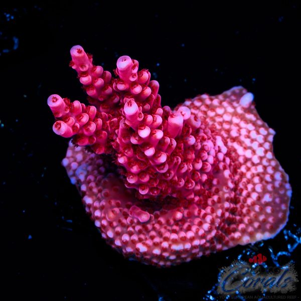 EC Red Octopus Acro