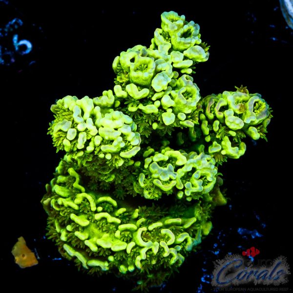 EC Hulk Tenuis ULTRA FLORECENT