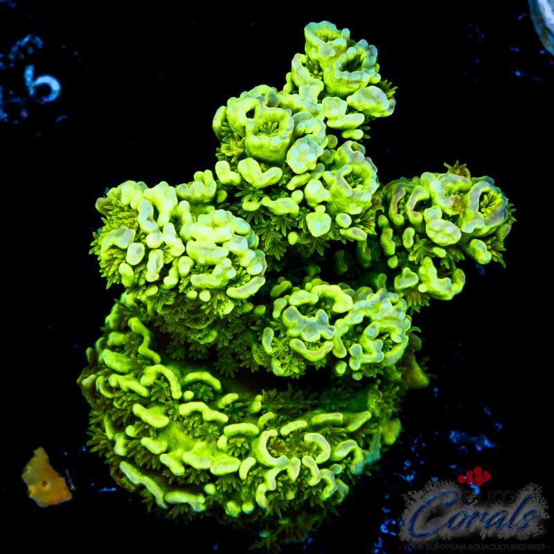 EC Hulk Tenuis ULTRA FLORECENT