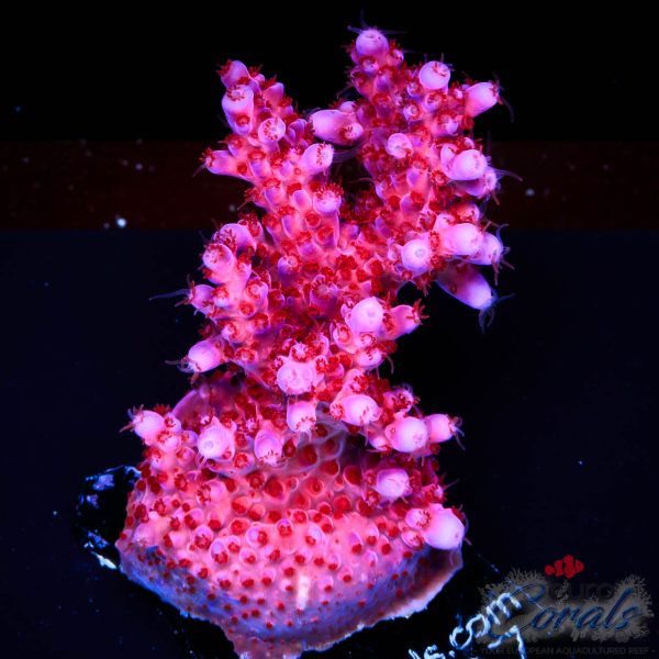 EC Purple Night Fury Acro