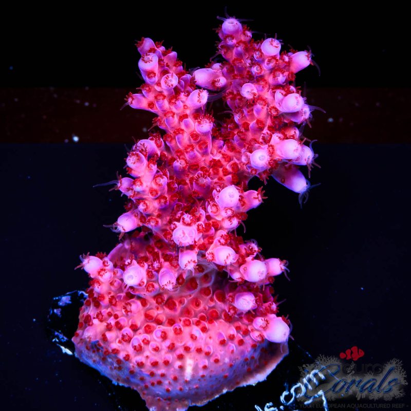 EC Purple Night Fury Acro