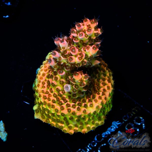 EC Fruity Pebbles Acro NEW