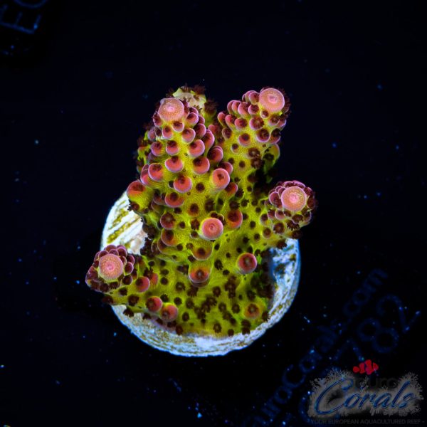 EC BloodMoon Acro