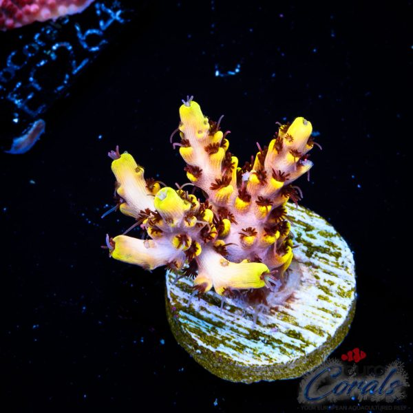 EC Bumblebee Acro