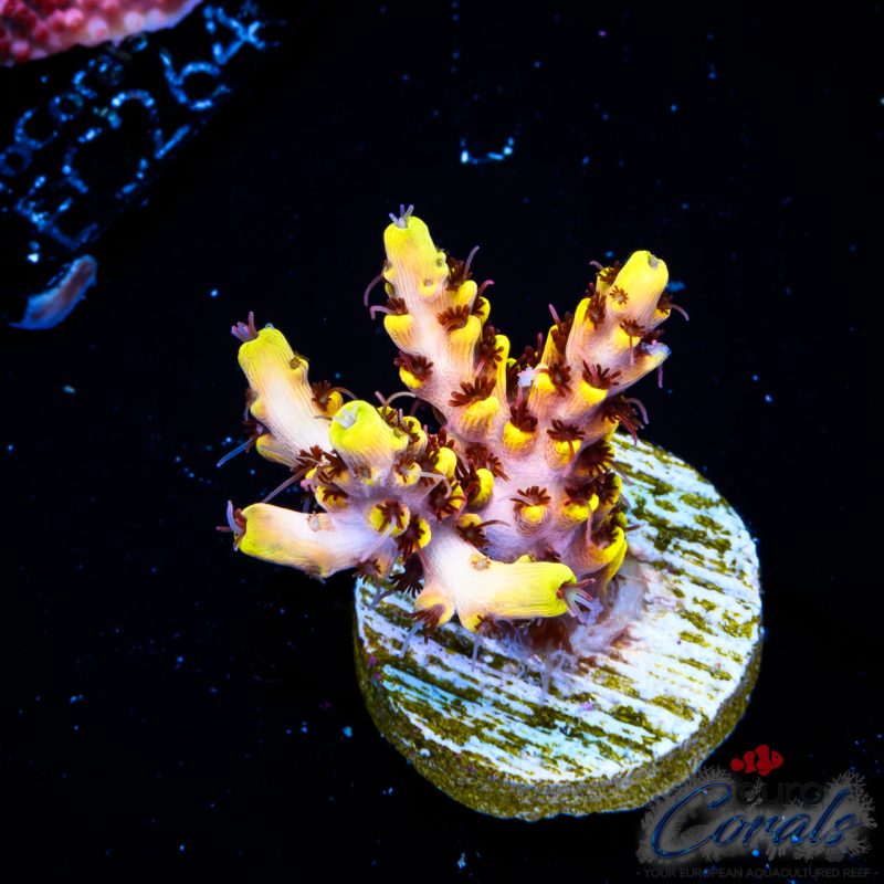 EC Bumblebee Acro