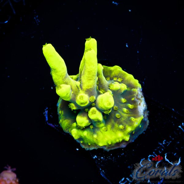 EC Lemon Drop Acro