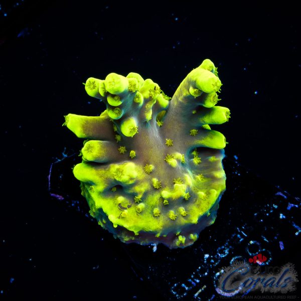 EC Lemon Drop Acro