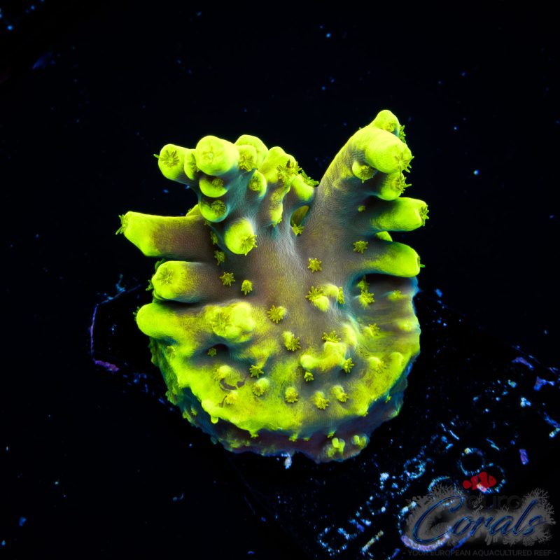 EC Lemon Drop Acro