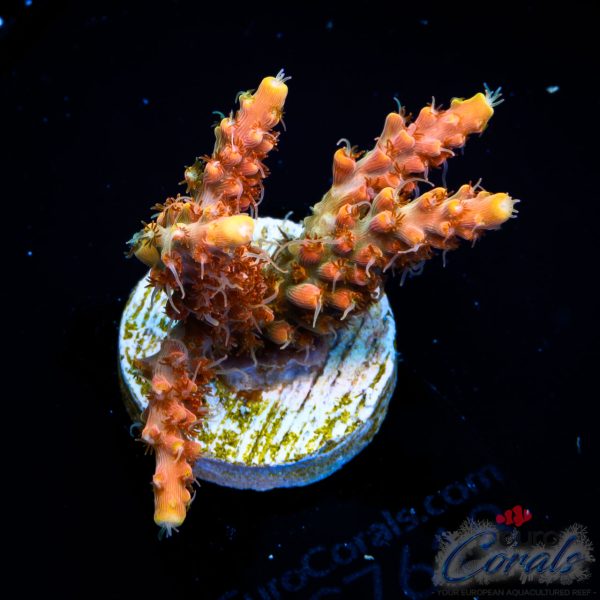 EC Mango Flamingo NEW