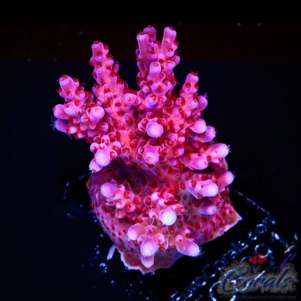 EC Purple Night Fury Acro