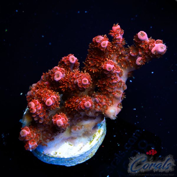EC Akil’s Bleeding Angel Acro