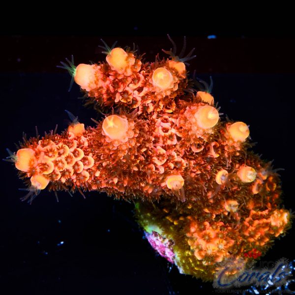 EC On Fire Spathulata Acro