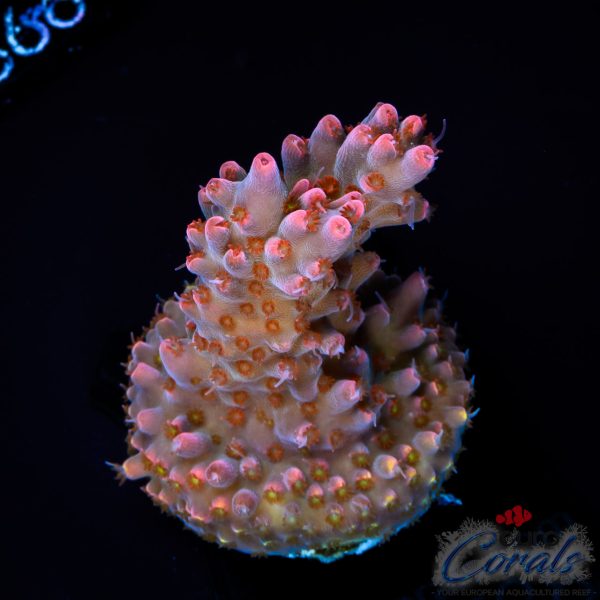 EC Pinky n D Brain Acro EX