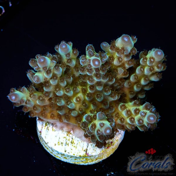 EC WildBerry Acro