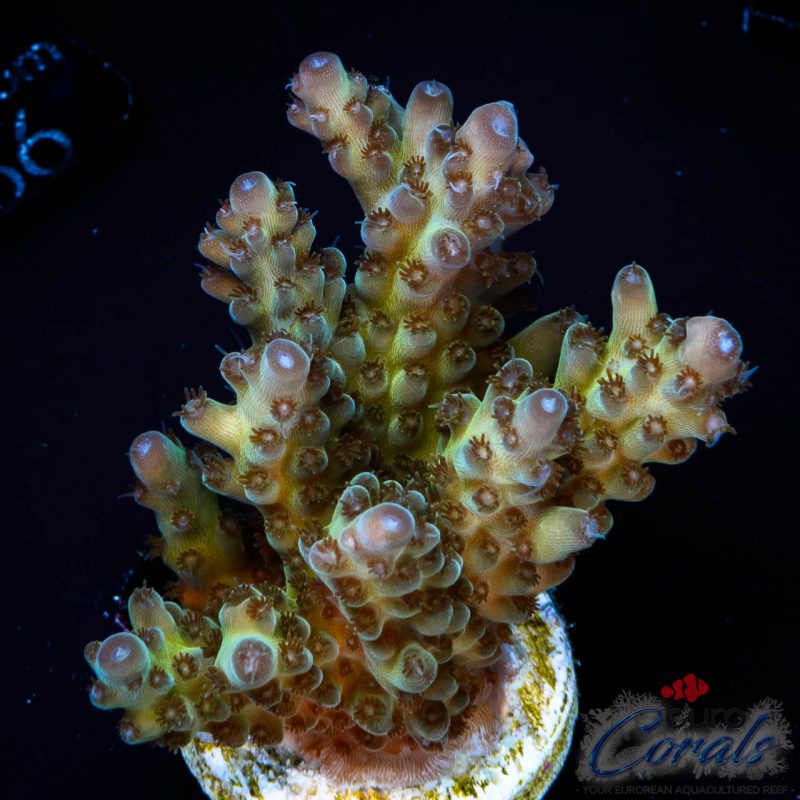 EC WildBerry Acro