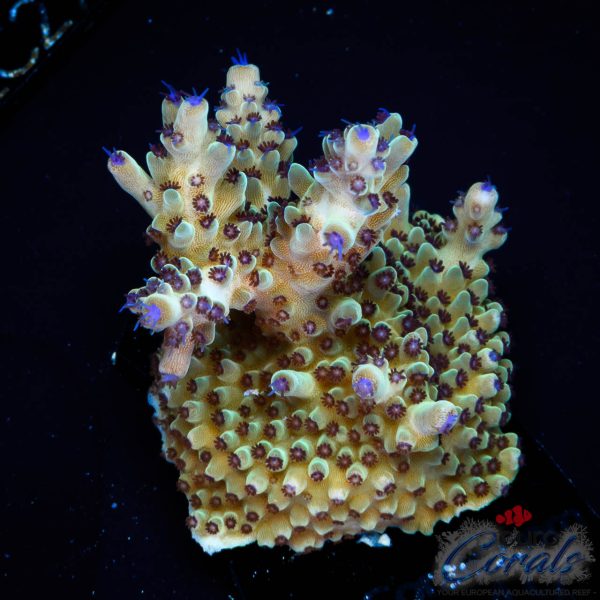 EC Rainbow Blueberry SSC Acro