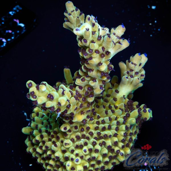 EC Rainbow Blueberry SSC Acro