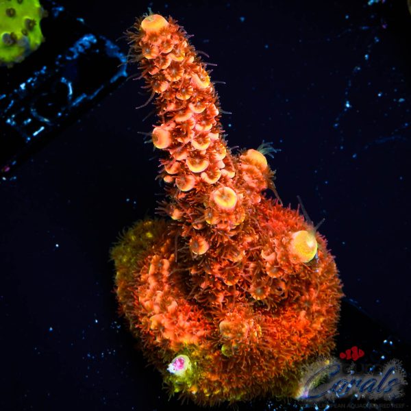 EC On Fire Spathulata Acro
