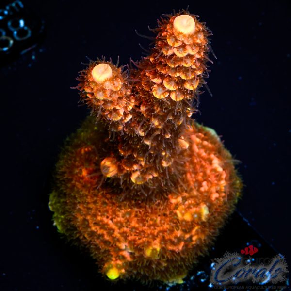 EC On Fire Spathulata Acro