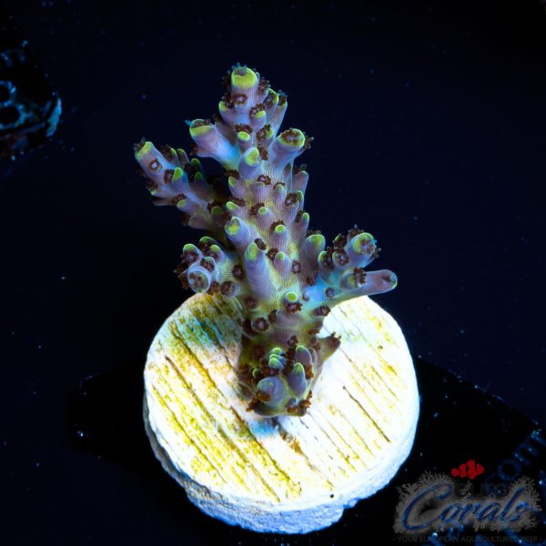 EC Exquisita Stag Acro BACK