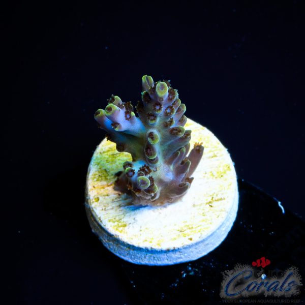 EC Exquisita Stag Acro BACK