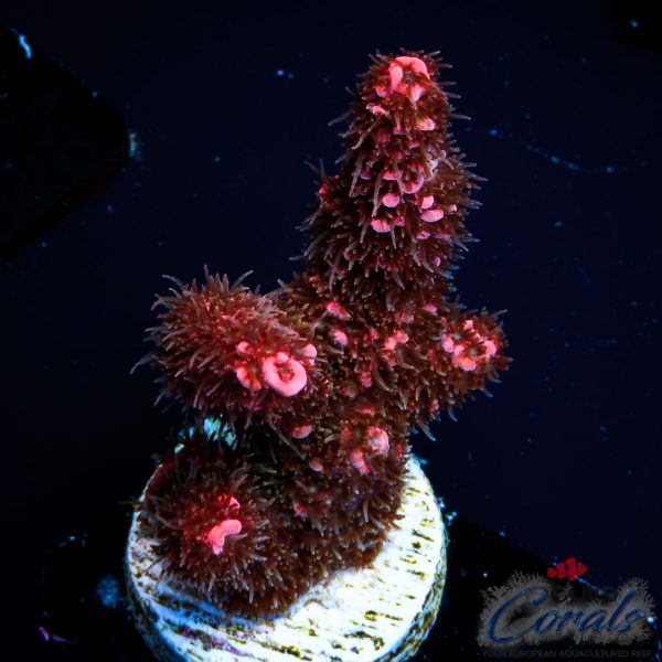 EC Red Torch Acro NEW