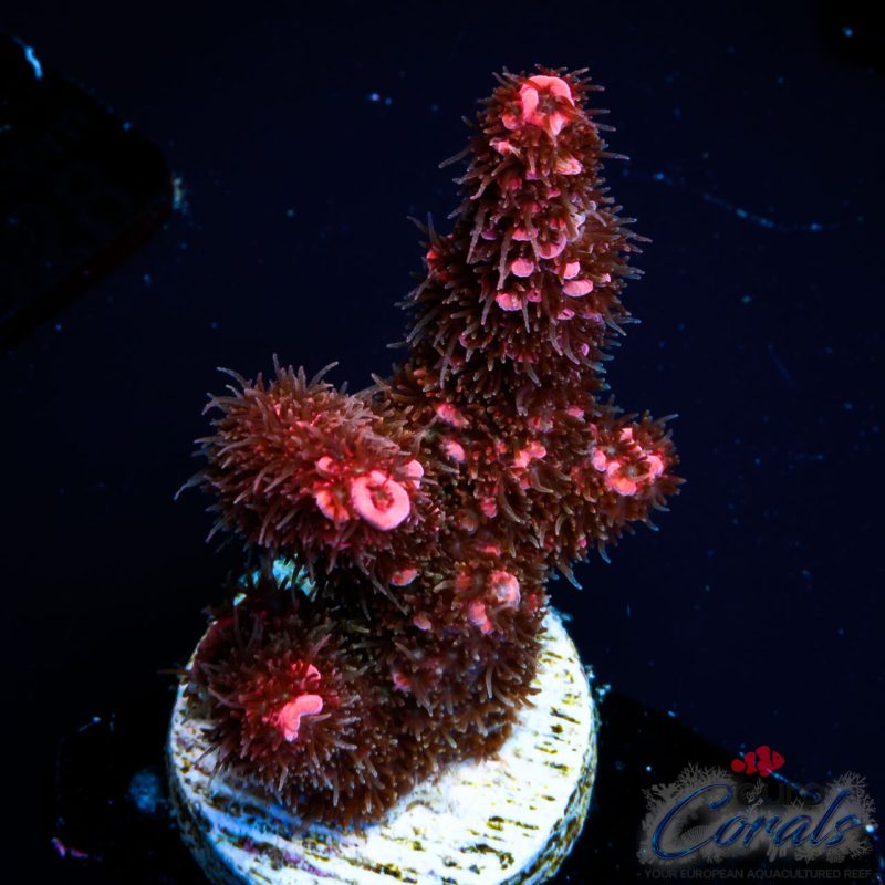 EC Red Torch Acro NEW