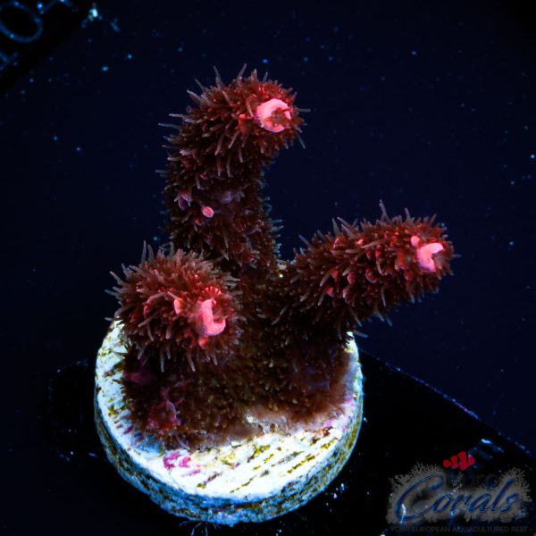 EC Red Torch Acro NEW