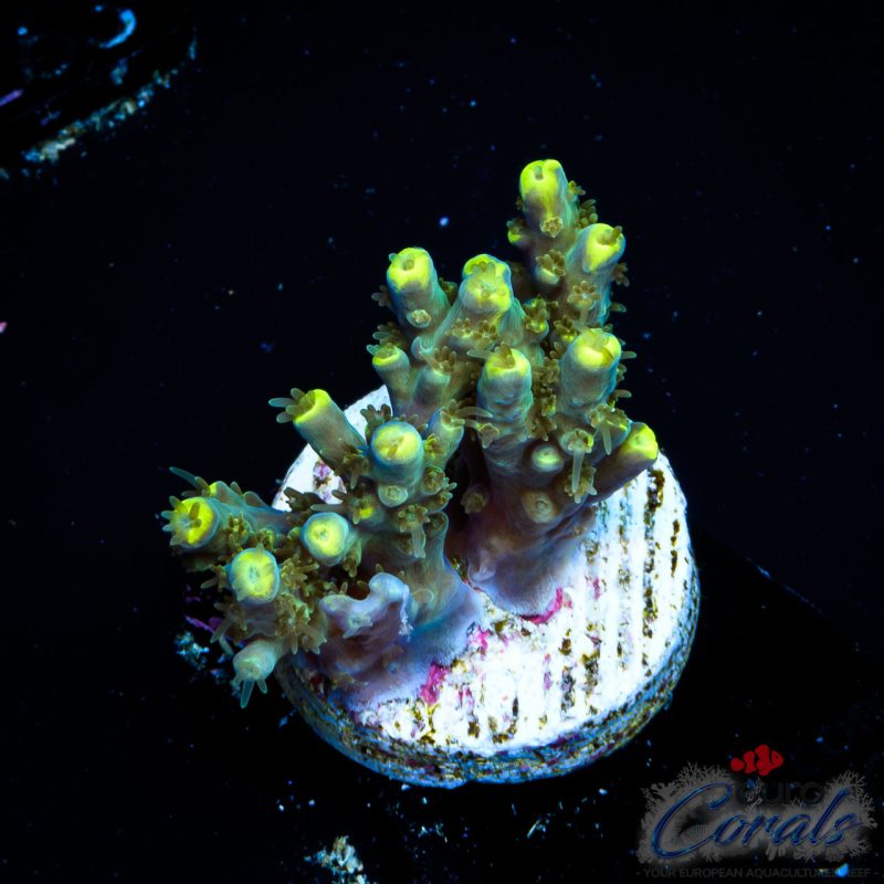 EC Blue Firefly Acro