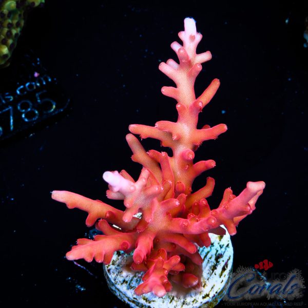 EC Little Red Ferrari Acro