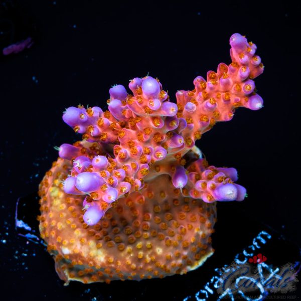 EC Akil’s Lolly Fruit Acro EX