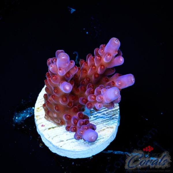 EC Purple Paletta Acro