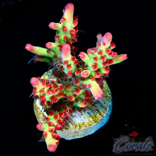 EC Red Devils Acro