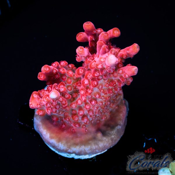 EC Red Diablo Acro