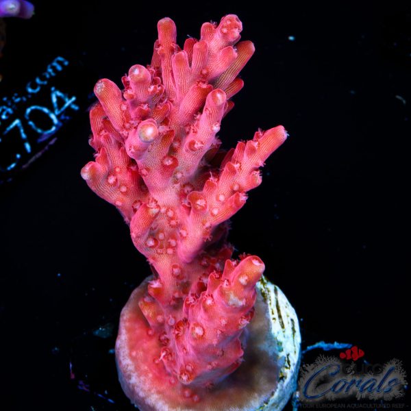 EC Red Diablo Acro