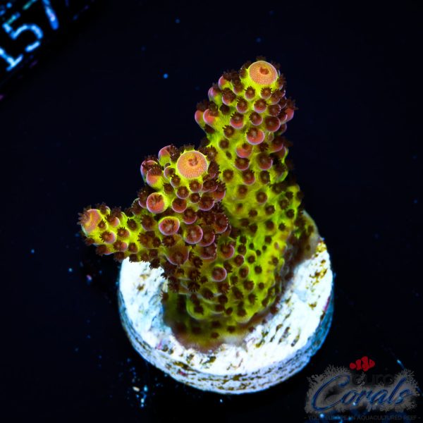 EC BloodMoon Acro