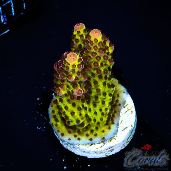 EC BloodMoon Acro