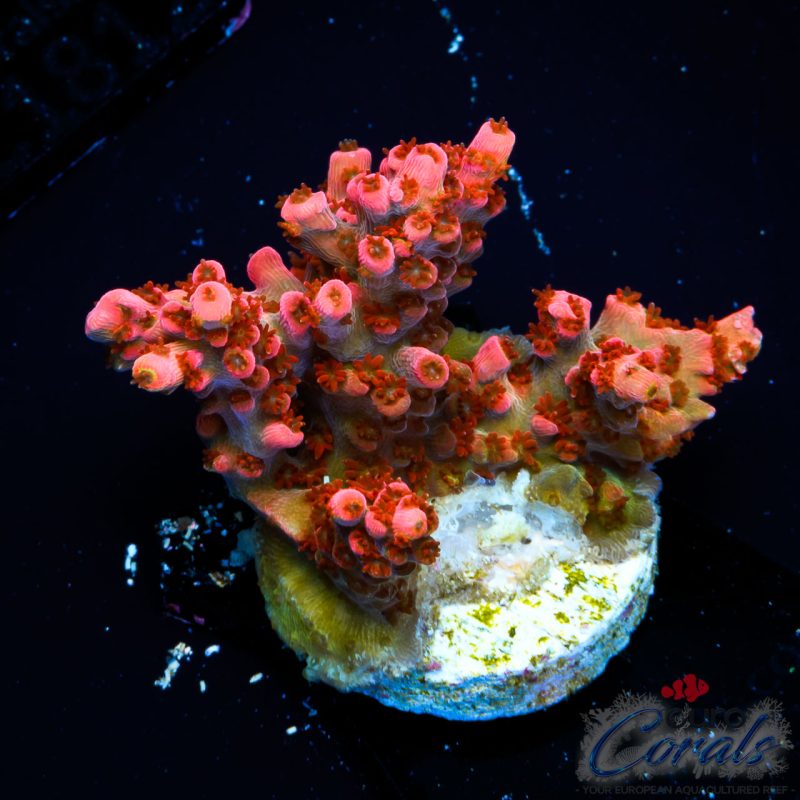EC Tears of The Sun Acro